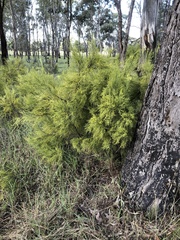 Choretrum glomeratum chrysanthum
