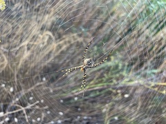 Argiope lobata