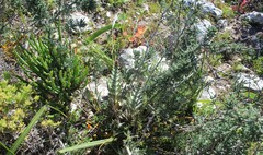 Crassula tomentosa