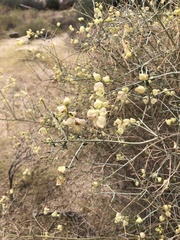 Scutellaria mexicana