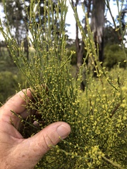 Choretrum glomeratum chrysanthum