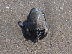 Blepharipoda occidentalis