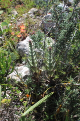 Crassula tomentosa