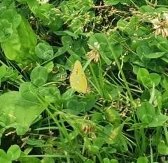 Colias fieldii