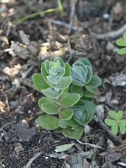 Crassula tomentosa