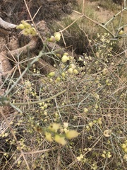 Scutellaria mexicana