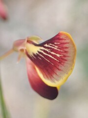 Bossiaea stephensonii