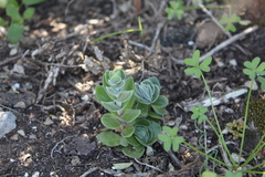 Crassula tomentosa