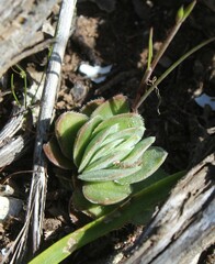Crassula tomentosa