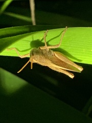 Schistocerca damnifica