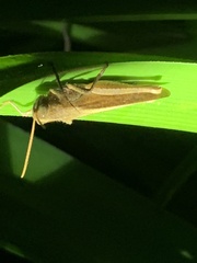 Schistocerca damnifica