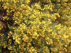 Senna artemisioides coriacea