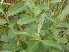 Salix sitchensis