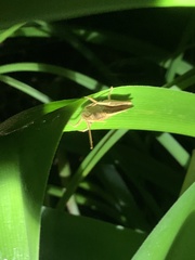 Schistocerca damnifica