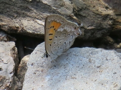 Tharsalea arota