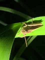 Schistocerca damnifica