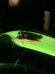 Schistocerca damnifica