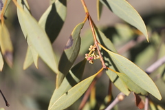 Santalum lanceolatum