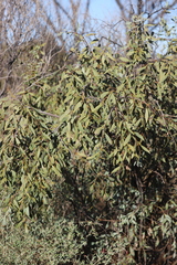 Santalum lanceolatum
