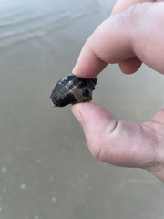 Isocheles wurdemanni