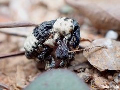 Sternuchopsis trifida