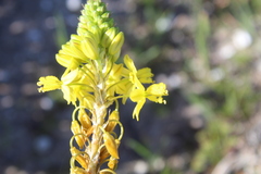 Bulbine annua