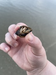 Isocheles wurdemanni