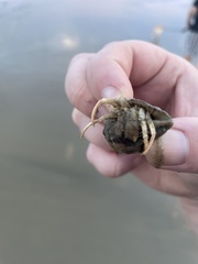 Isocheles wurdemanni