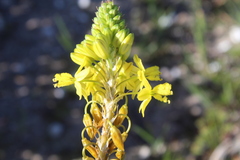 Bulbine annua