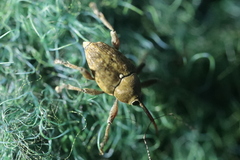 Curculio glandium