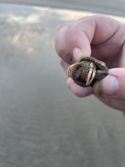 Isocheles wurdemanni