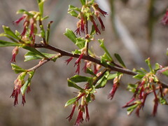 Dodonaea peduncularis