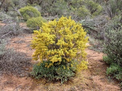 Senna artemisioides coriacea