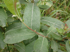Salix sitchensis