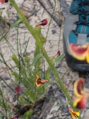 Bossiaea stephensonii