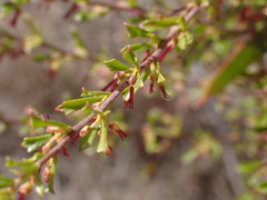 Dodonaea peduncularis
