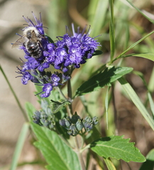 Caryopteris