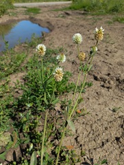 Trifolium montanum