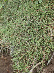 Cassiope lycopodioides