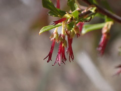Dodonaea peduncularis
