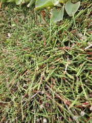 Cassiope lycopodioides