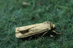 Axylia putris