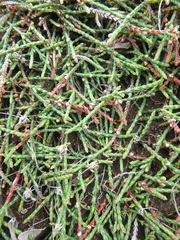 Cassiope lycopodioides