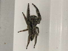 Lycosoidea