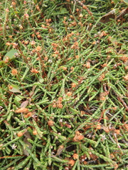 Cassiope lycopodioides