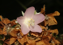 Dombeya wallichii