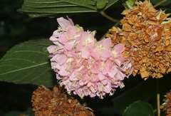 Dombeya wallichii