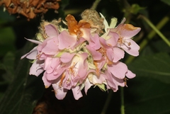 Dombeya wallichii