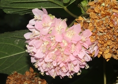 Dombeya wallichii
