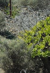 Tylecodon paniculatus